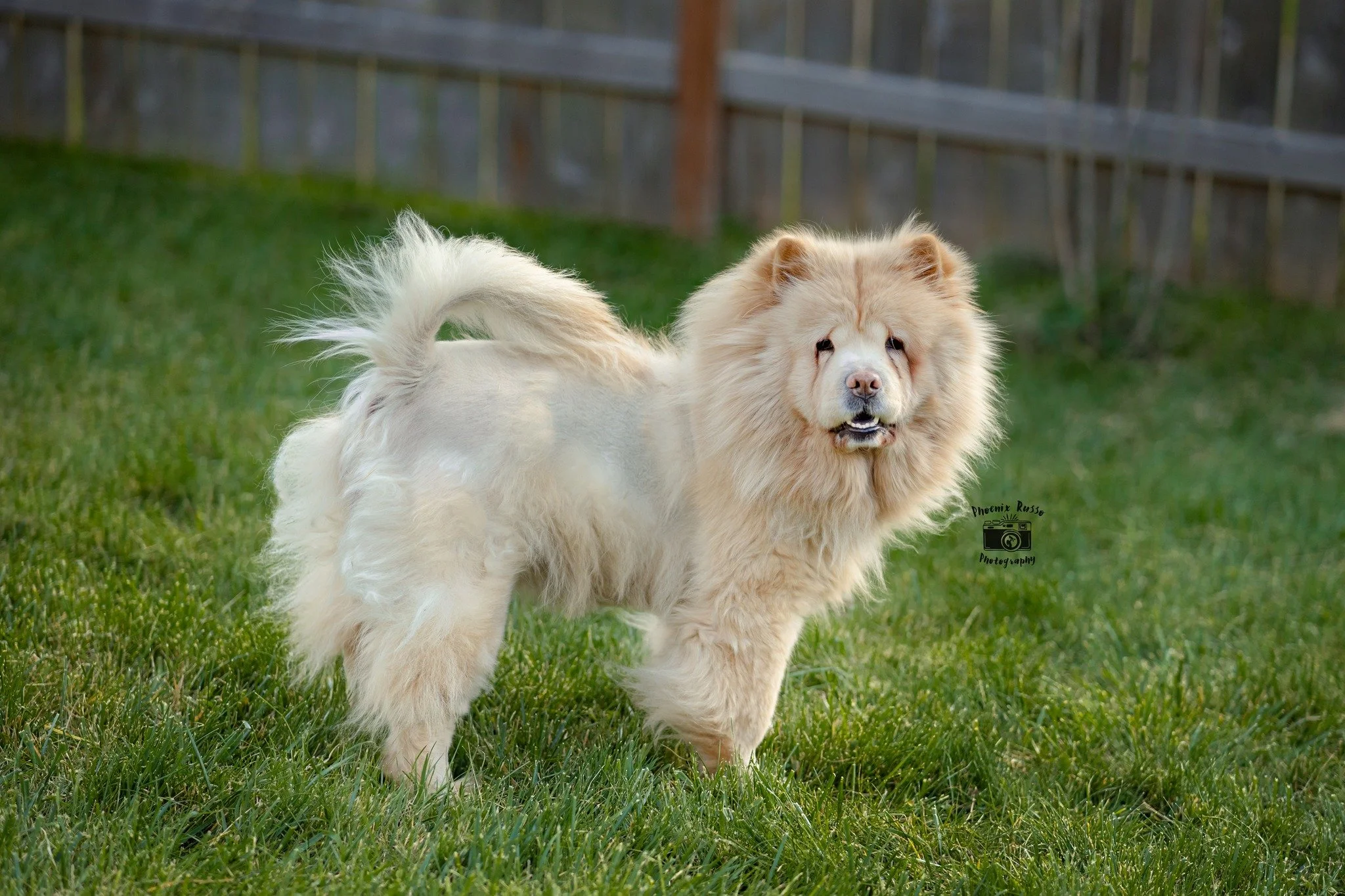 🐾 Pet Portrait Minis &mdash; Pay What You Can

In honor of National Dog Day and my angel chow chows, I&rsquo;m planning a few intimate studio sessions for your beloved companions, whether they bark, purr, chirp, or slither.
Each portrait will featur