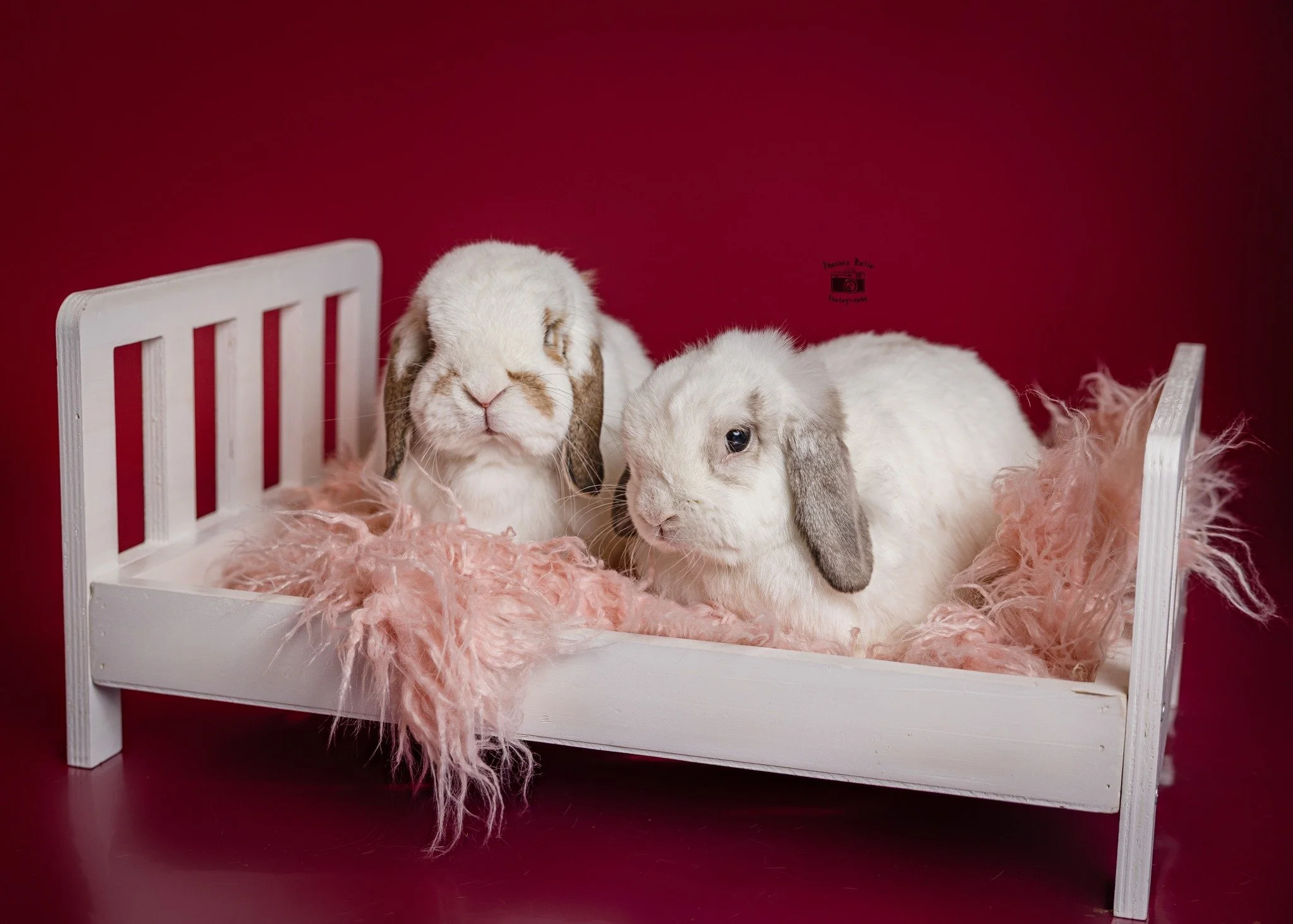 Take a peek at our latest blog post to see what we&rsquo;ve been working on!

https://www.phoenixrussophotography.com/blog/turning-art-into-action-a-community-night-for-critters-pet-rescue