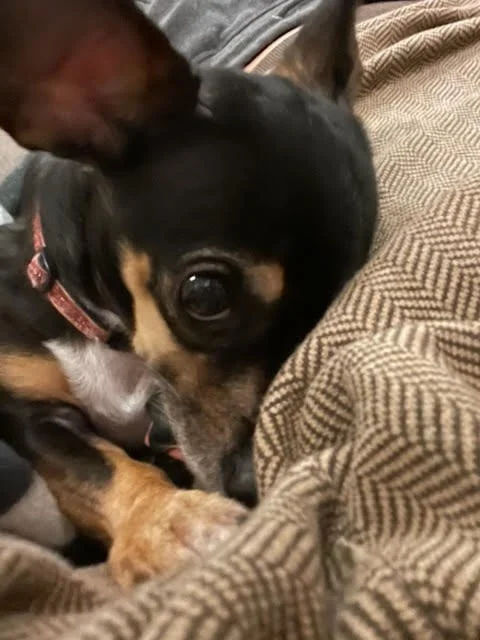 Ollie the Oh So Silly (but don't tell her I said so) - Oregon