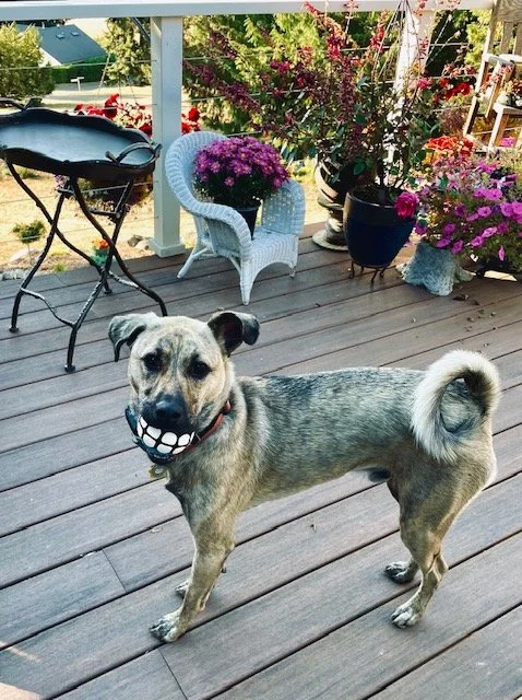 Boo, ready to play! - Washington