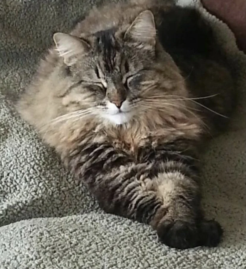 The World is Too Much With Us from Sharon.jpeg