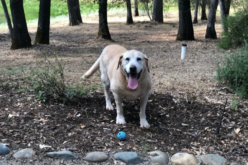 Fetch (photo by Shawn C Sackman)