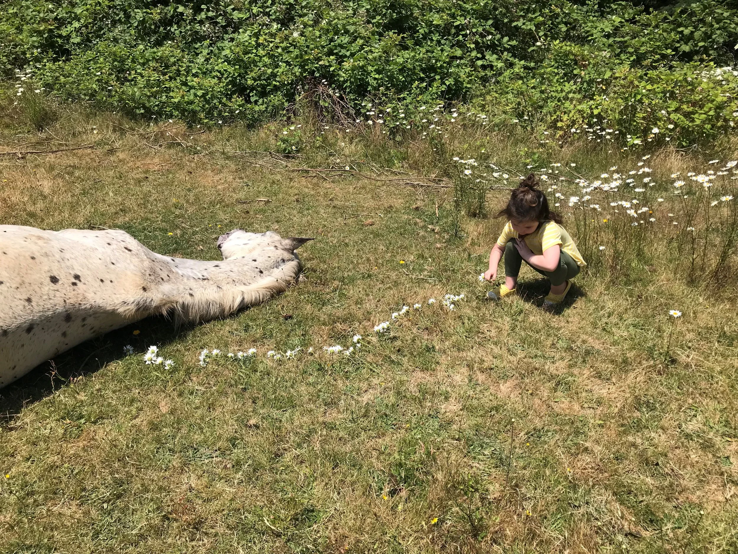 Braelynn makes a daisy path to heaven for her friend - Oregon