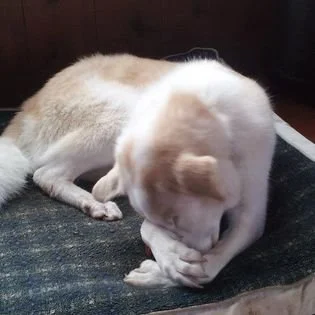 Rhett - Oregon. "I know I'm handsome."