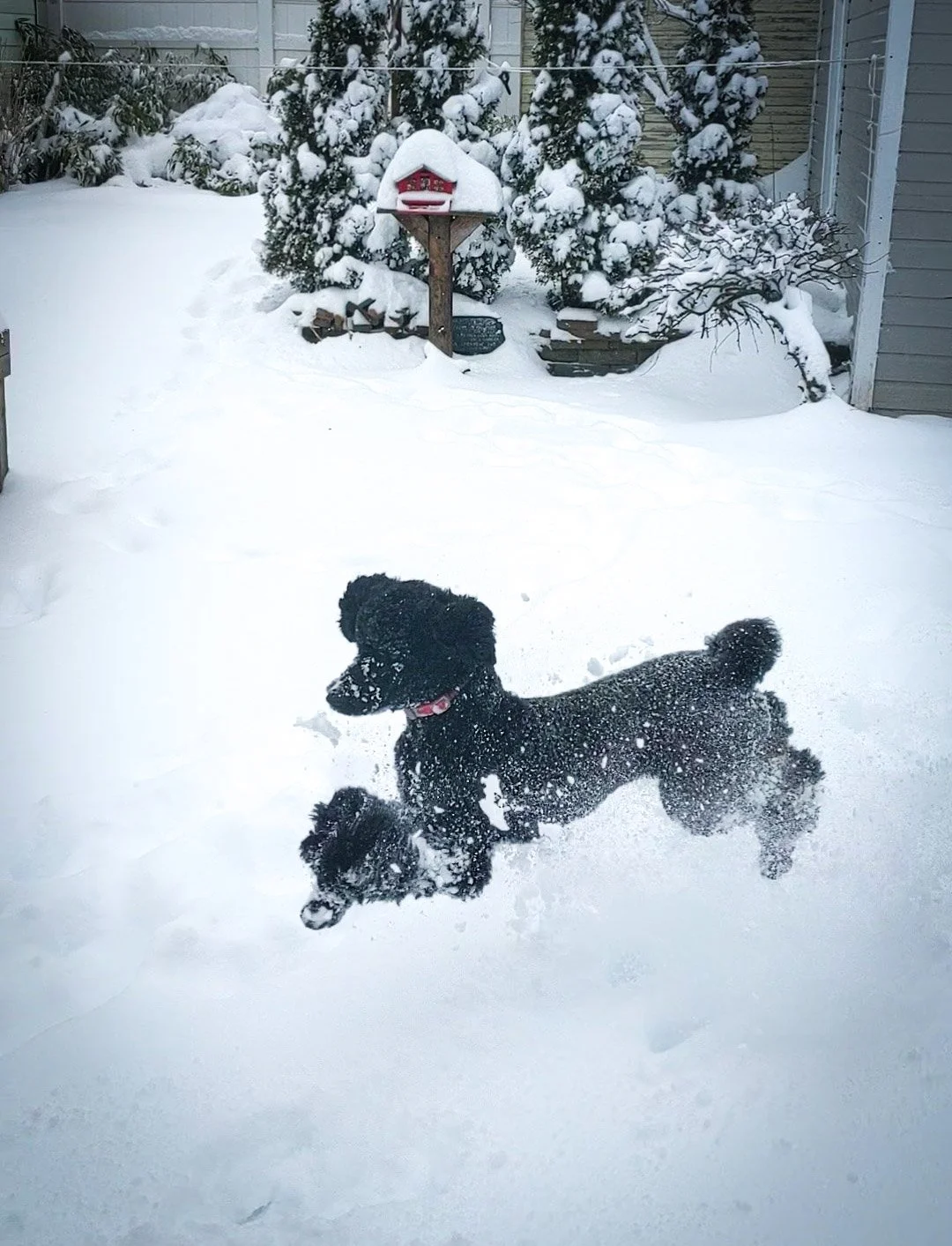 Wonder's first snow day - New York