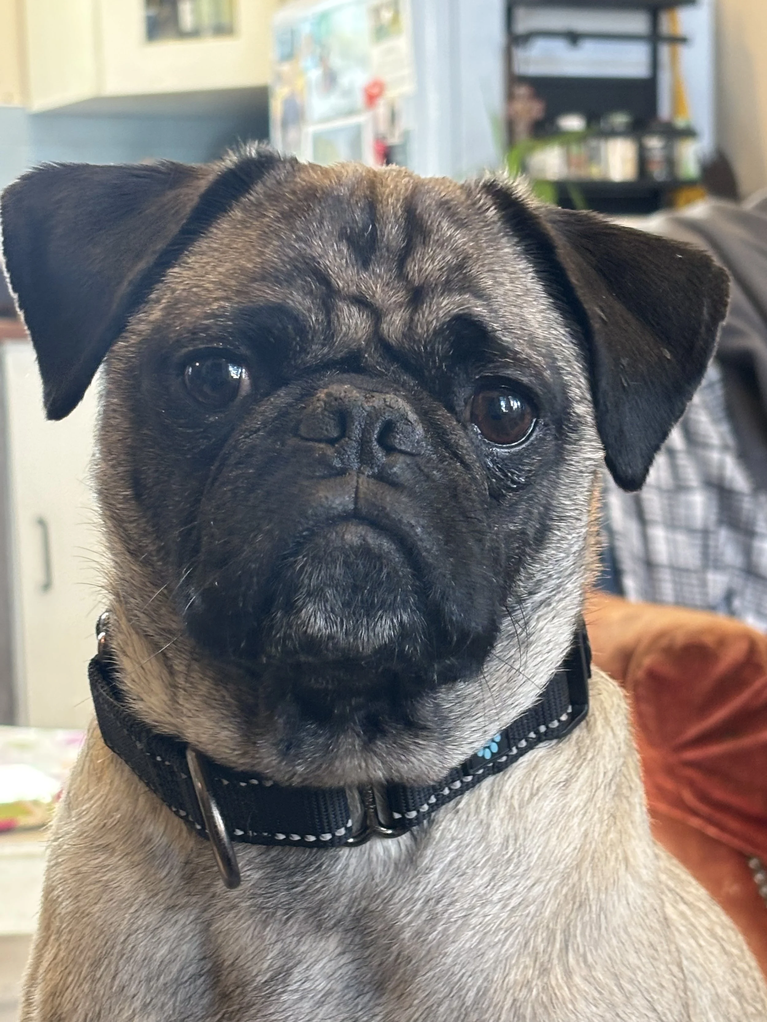 Chip, Washington State (the bestest of dogs, according to those in the know)