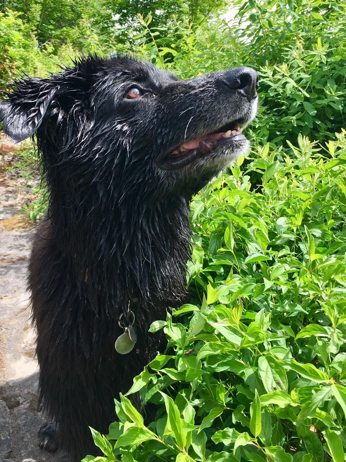 Lily after a refreshing spa (river swim) - Oregon