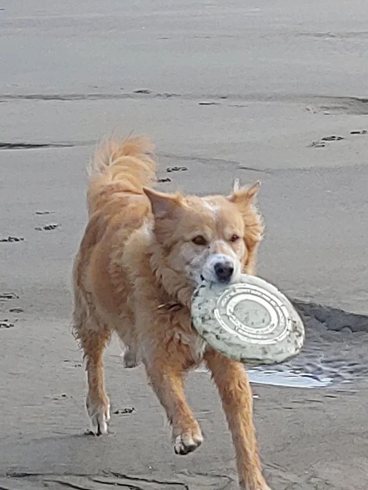 Heidi Ho conquering the beach - Oregon