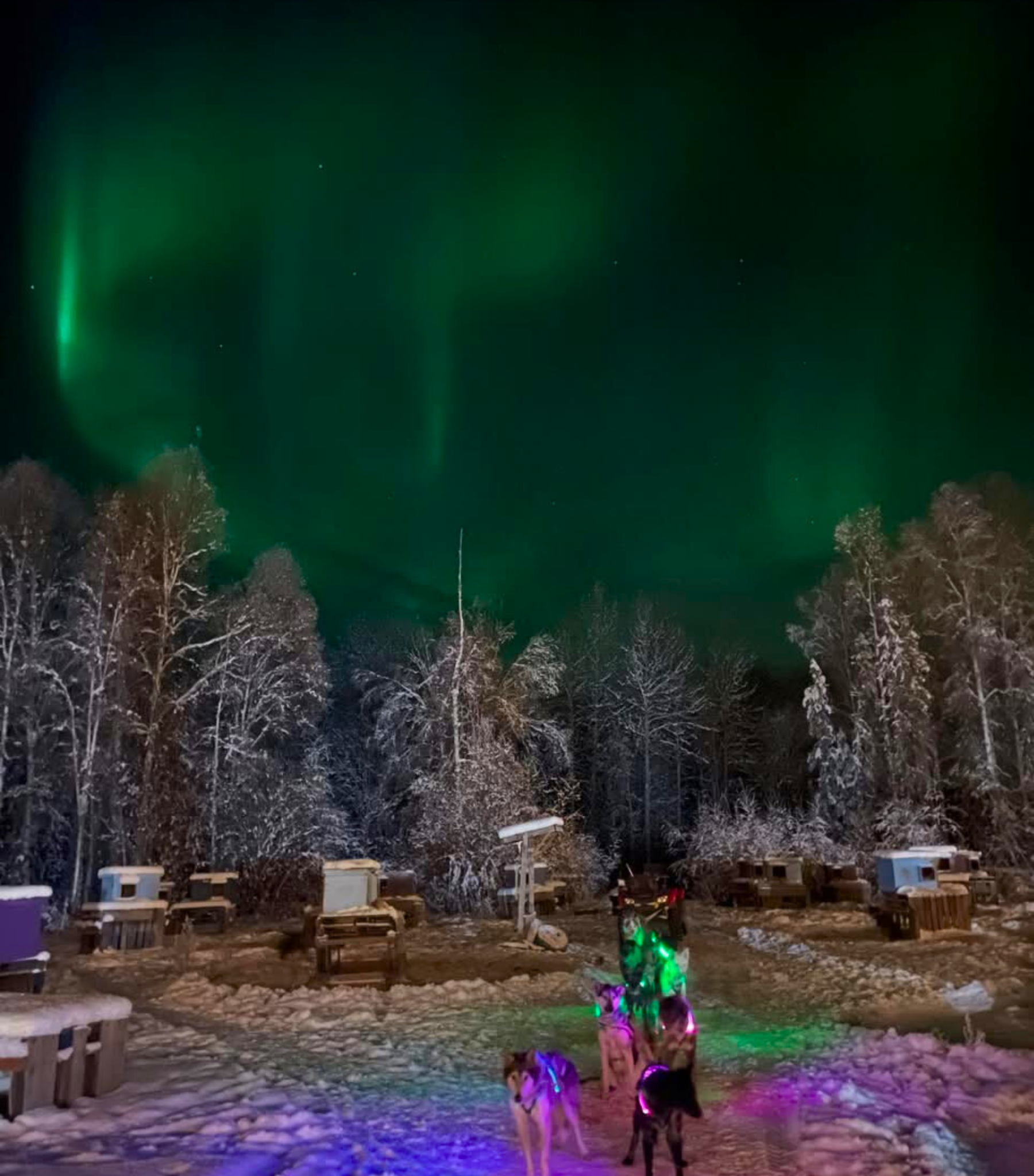 Sled Dog Bootie image 5.png