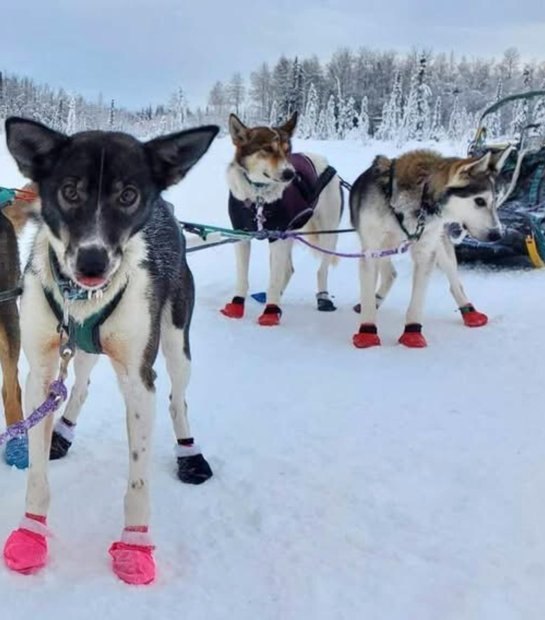 Sled Dog Bootie image 1 .png