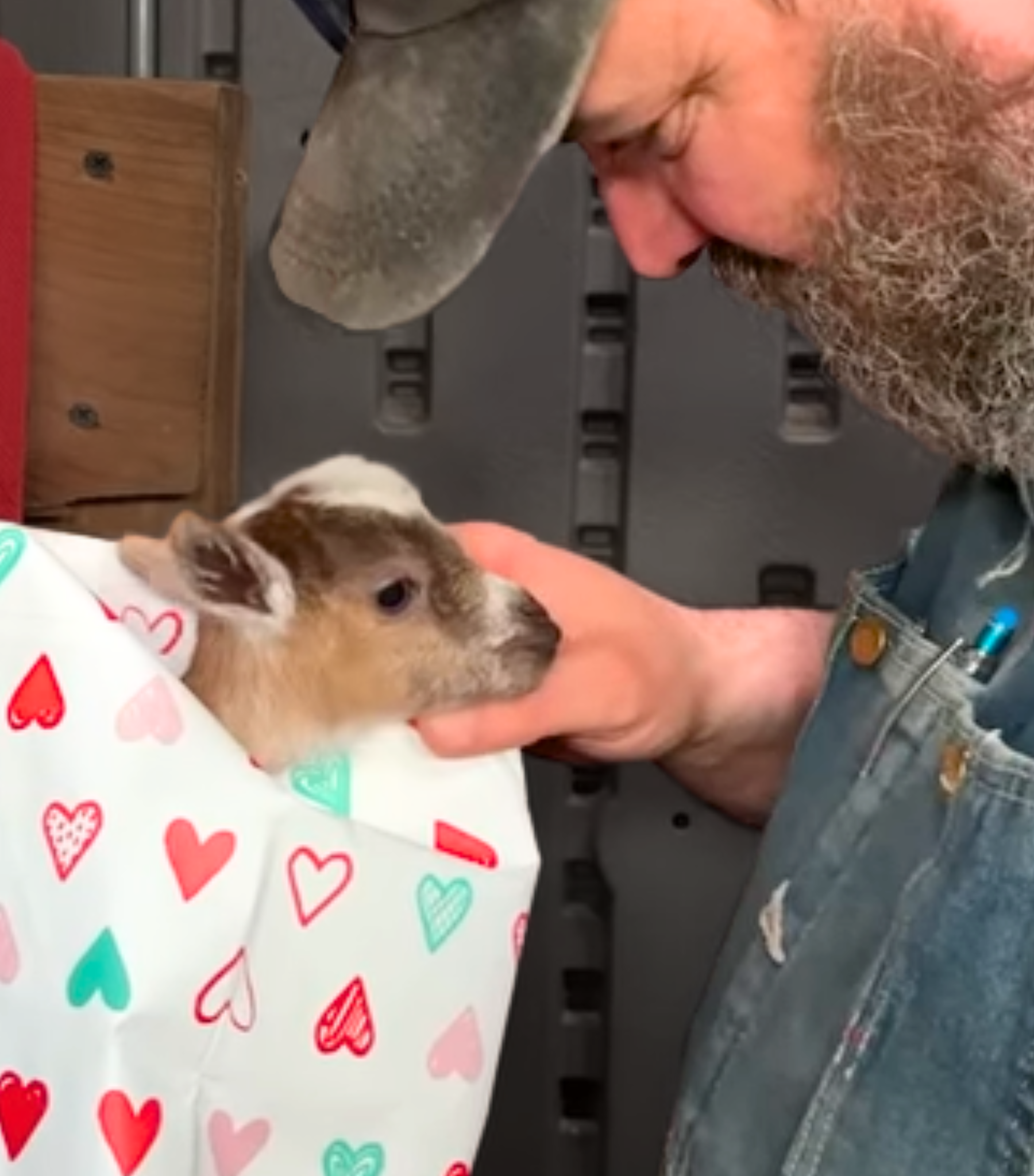 Olive goat Image 2.png