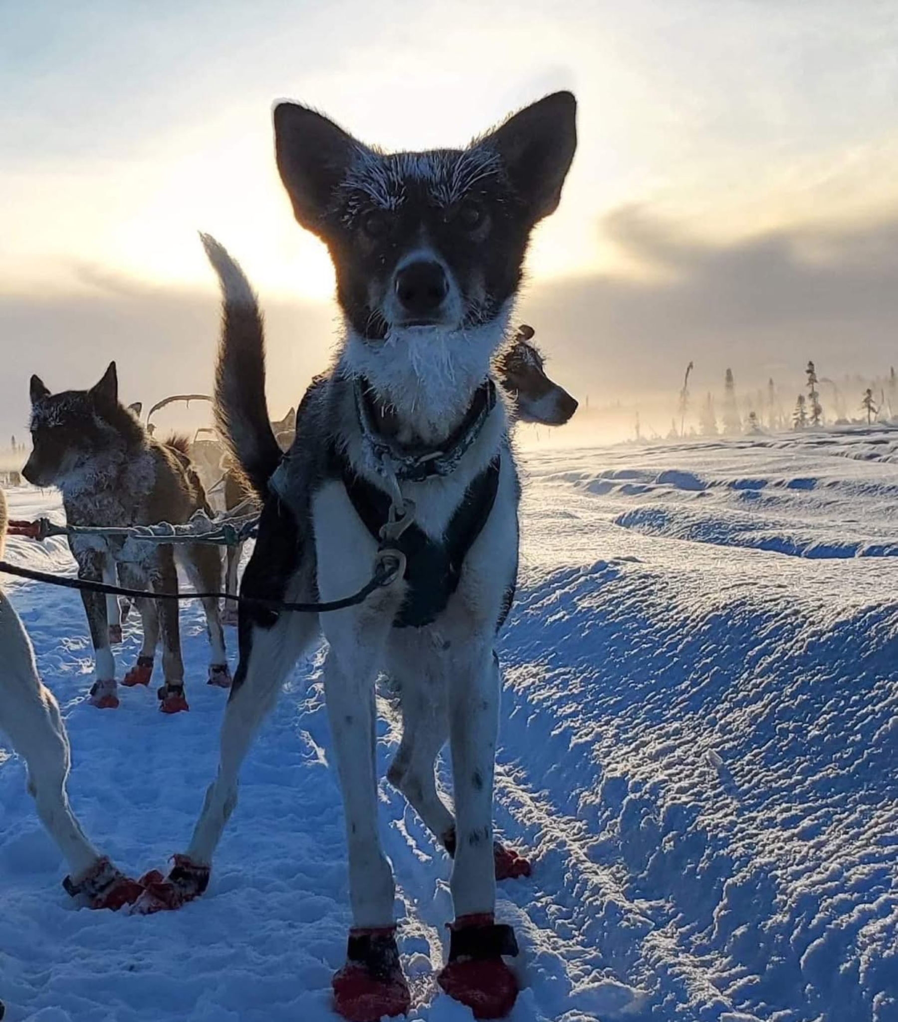 Bootie Drive!! You have provided 1433  of 4000 so far!!!