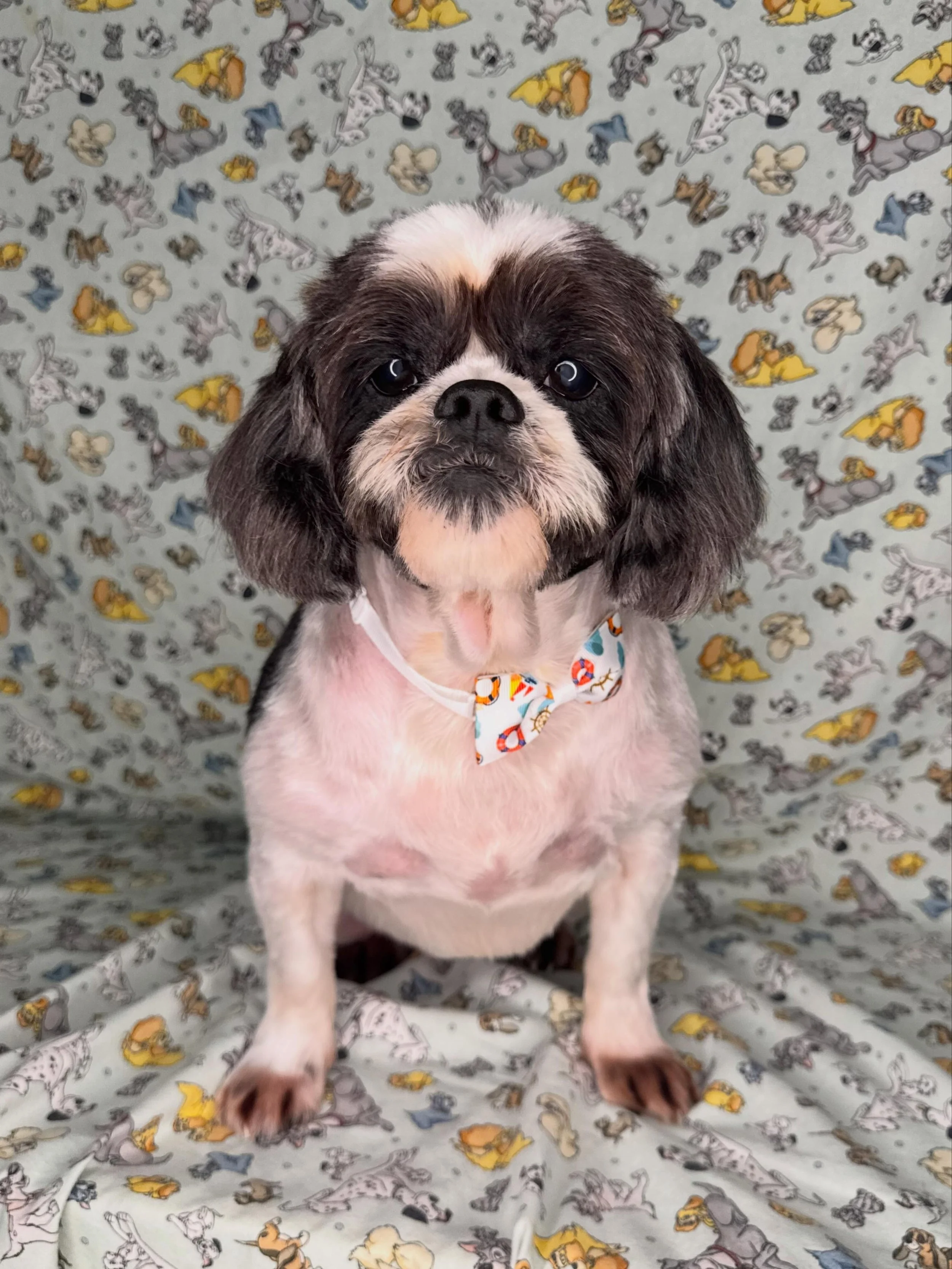 Pippa &hearts;️