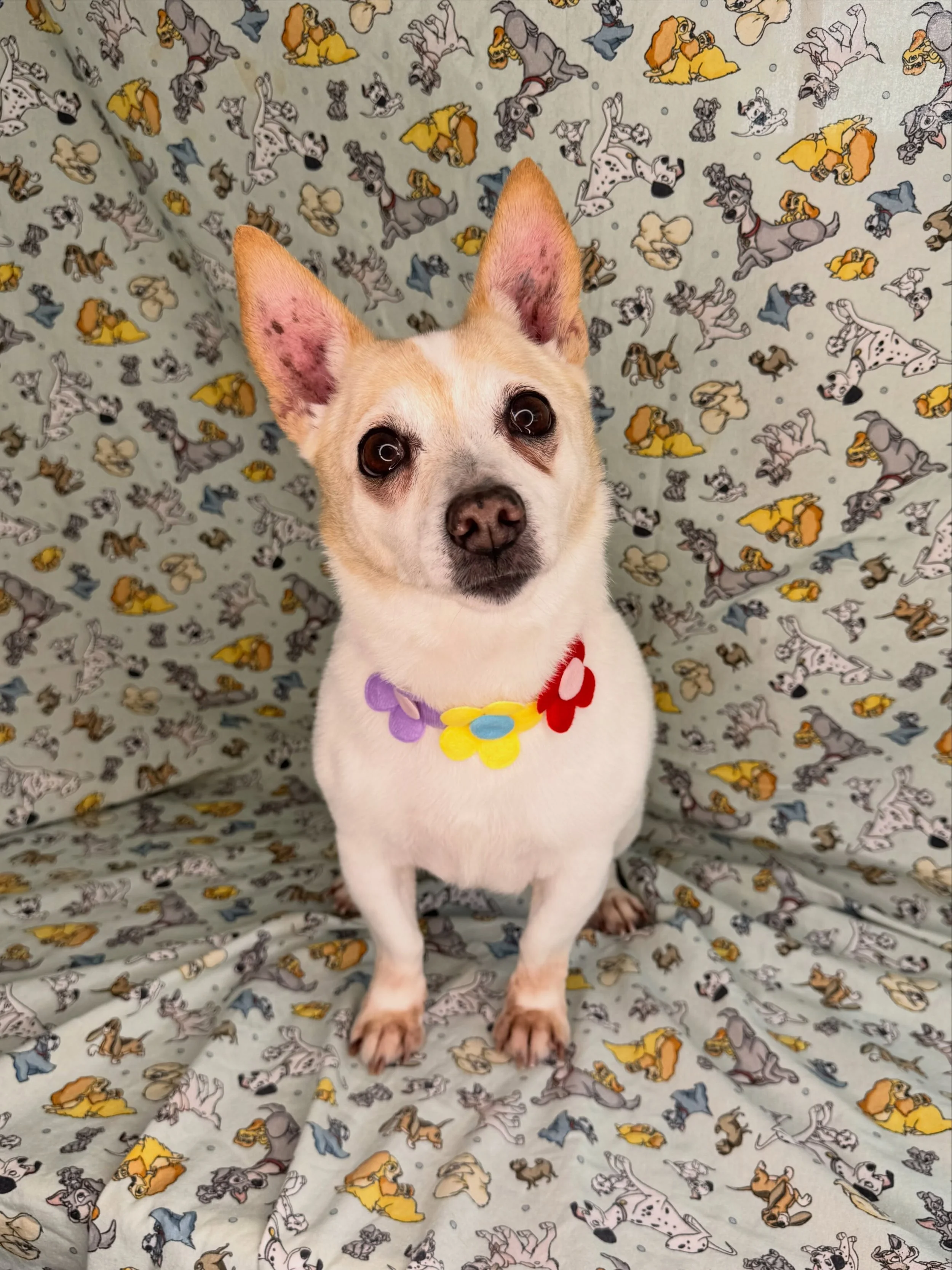 Coco 🌸