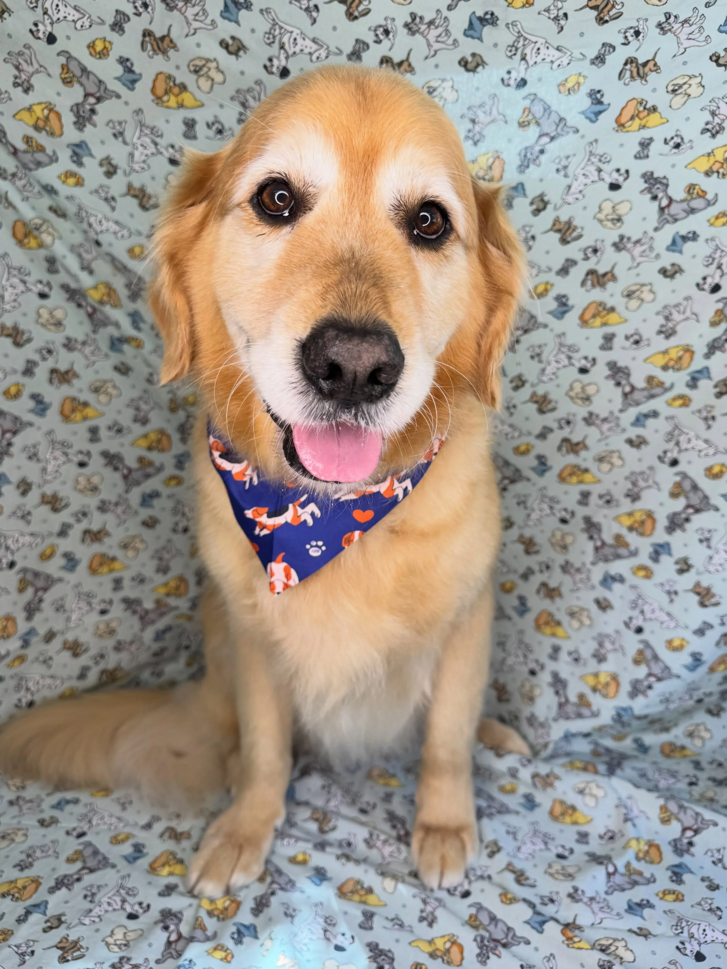 Harvey 🤩