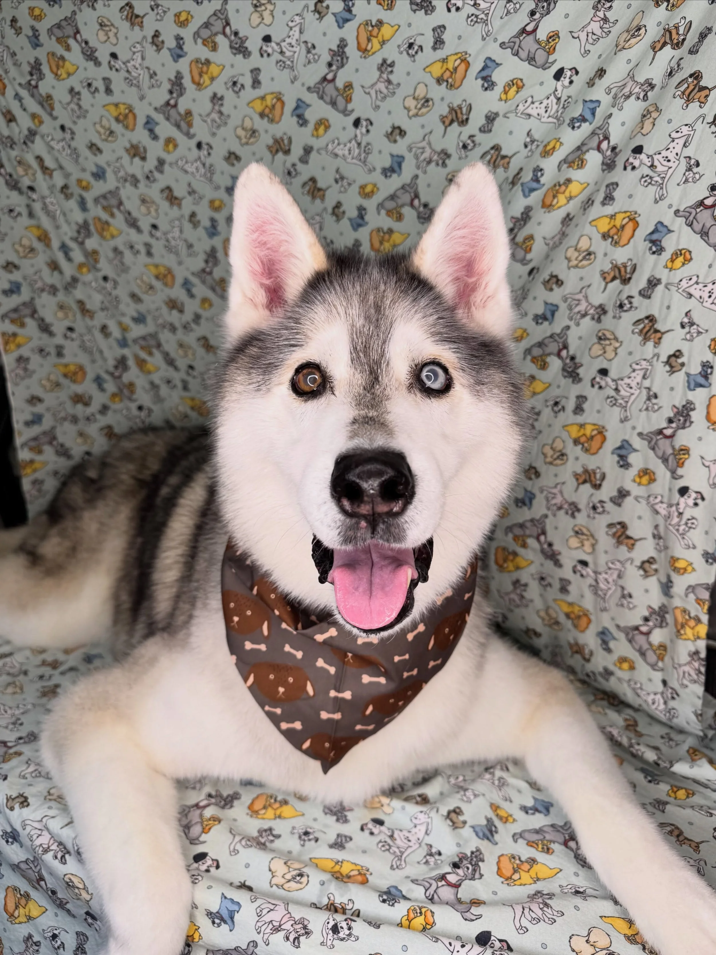 Loki 🐻