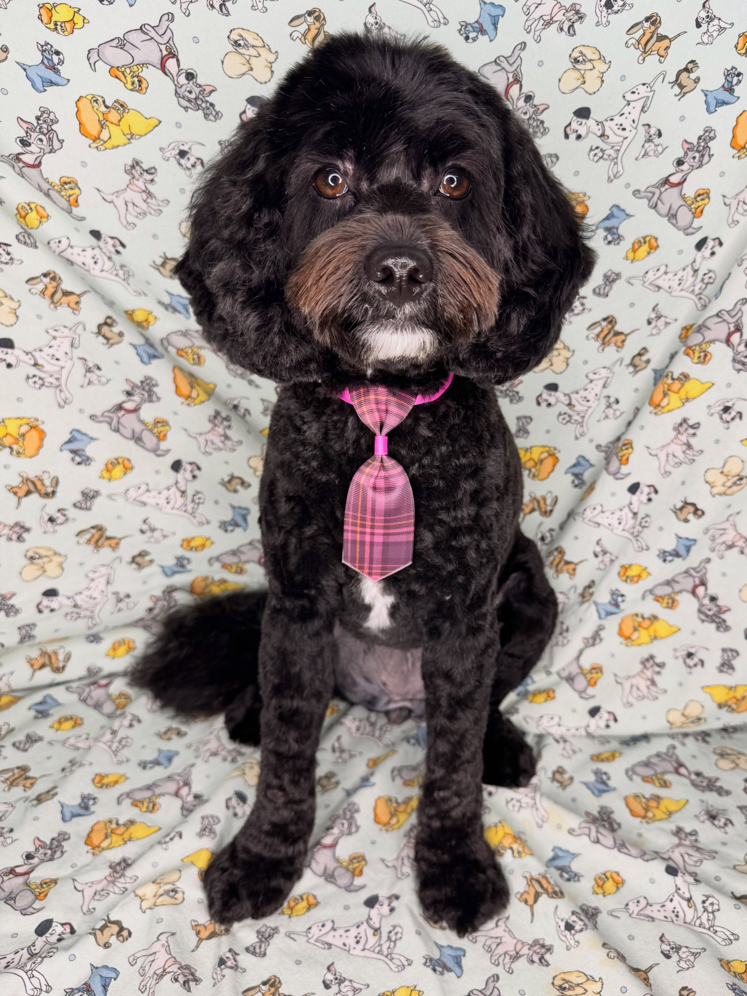 Lola 🦄