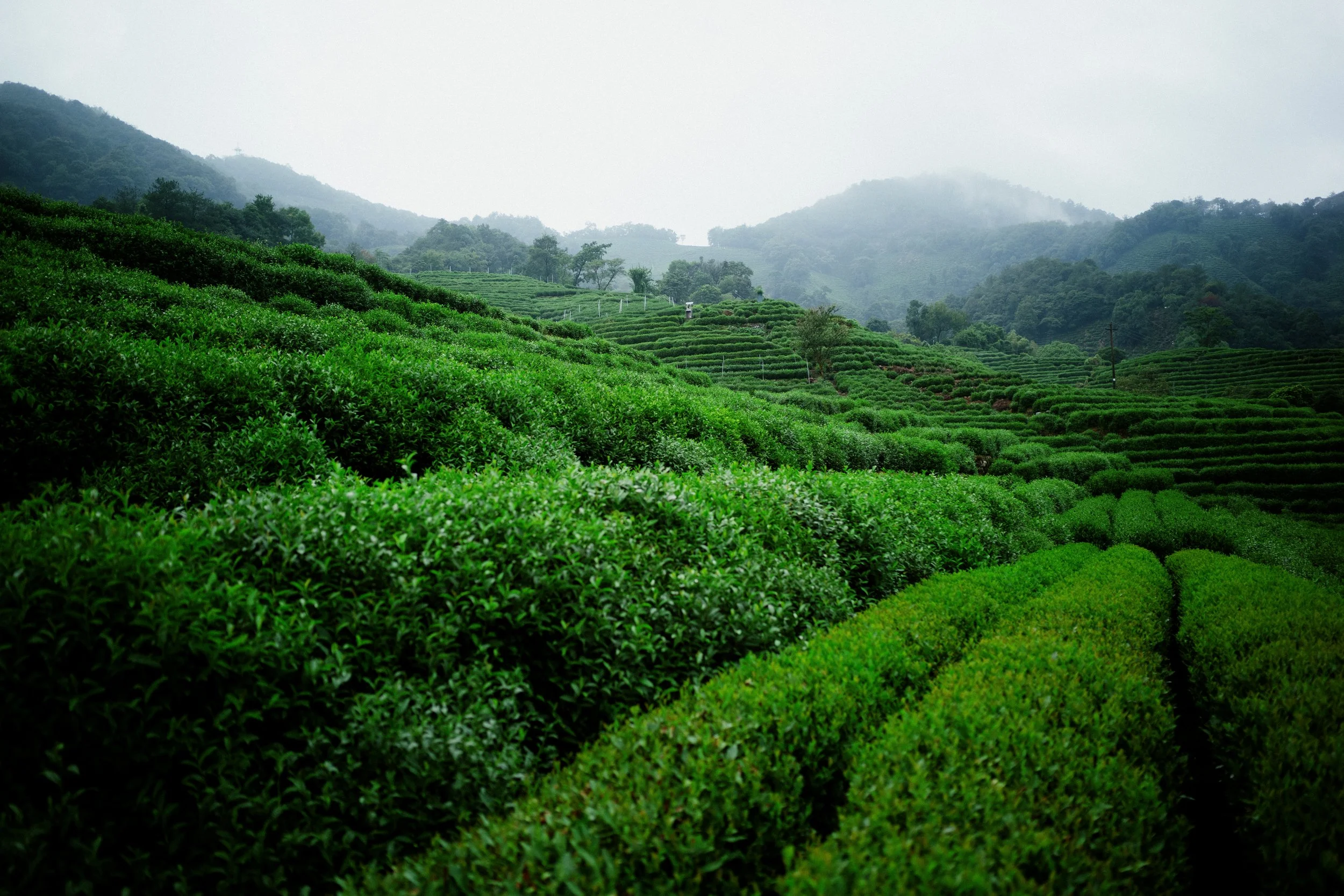 Longjing, China