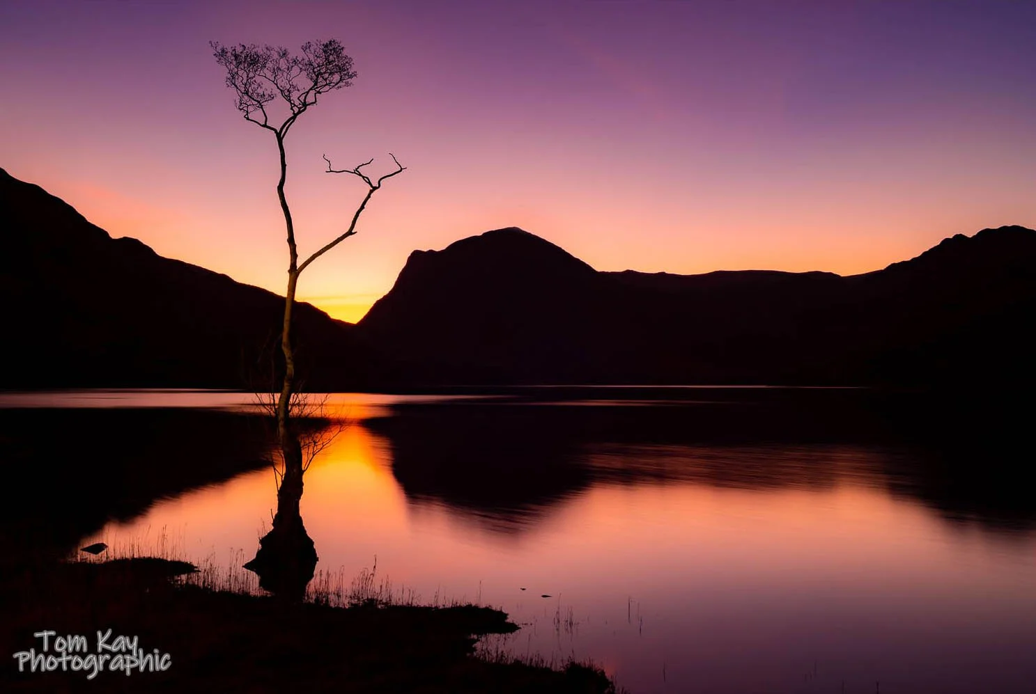 Buttermere Lone Tree--2.jpg