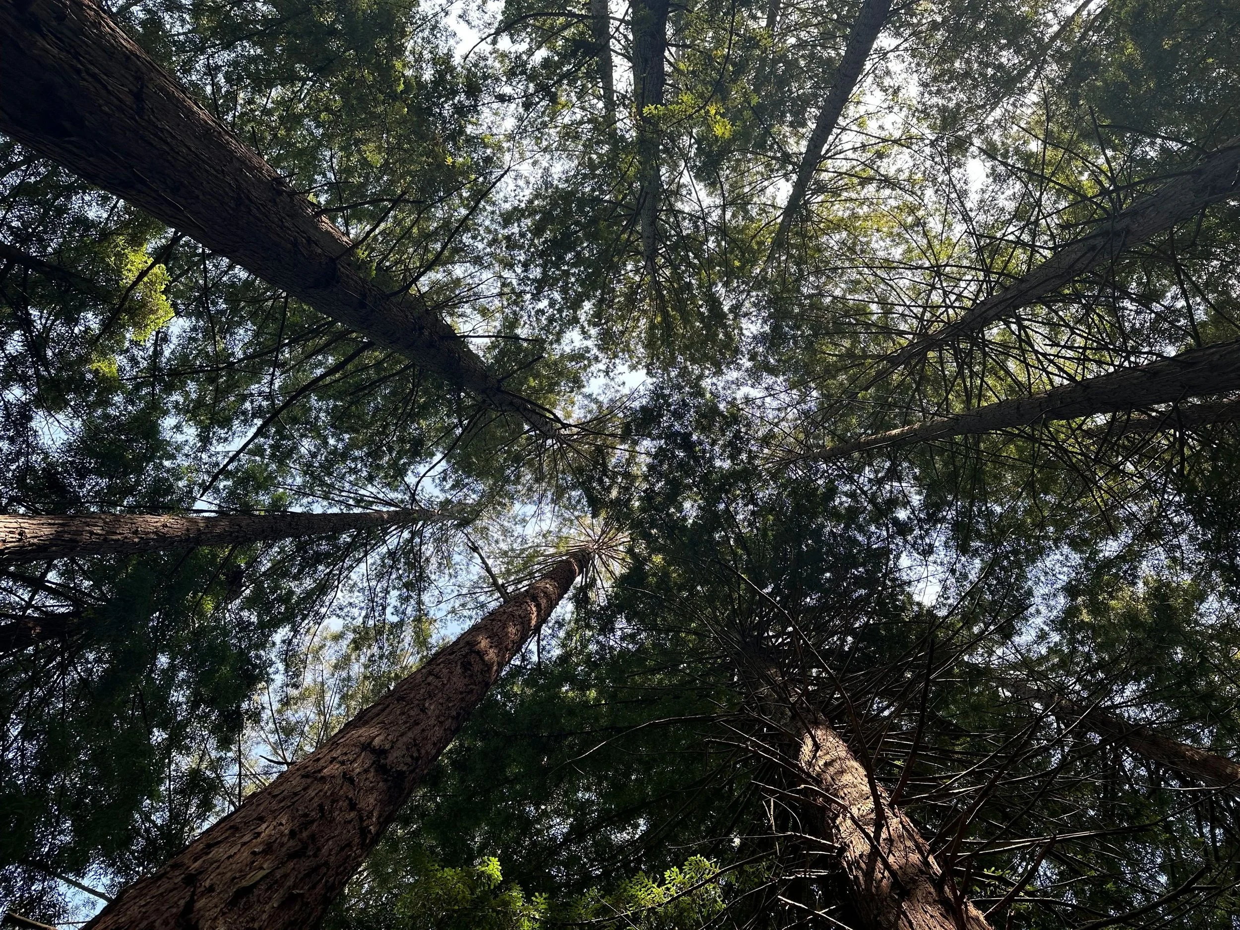 Emotional Alchemy: Welcoming the Parts You Abandoned