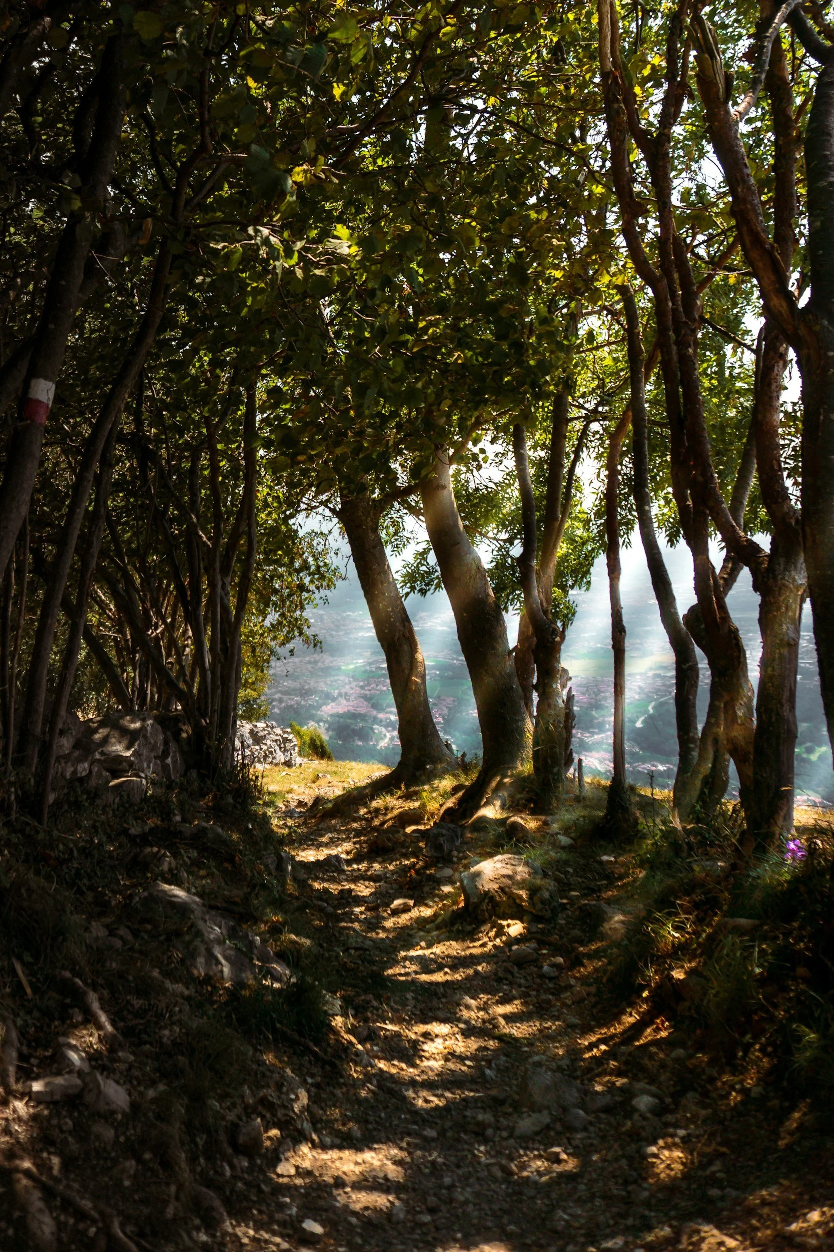Sunlight shining through a peaceful forest path symbolizing nervous system healing and emotional safety.