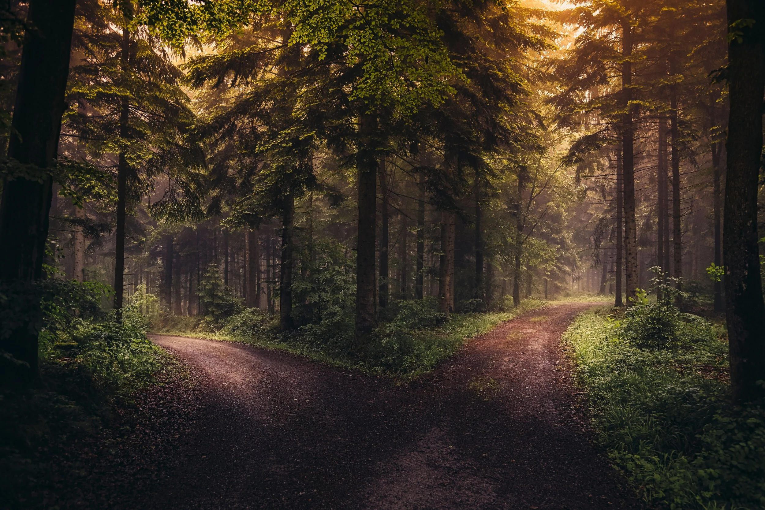 Sunlit forest trail symbolizing choosing a new path and learning to feel safe with change.