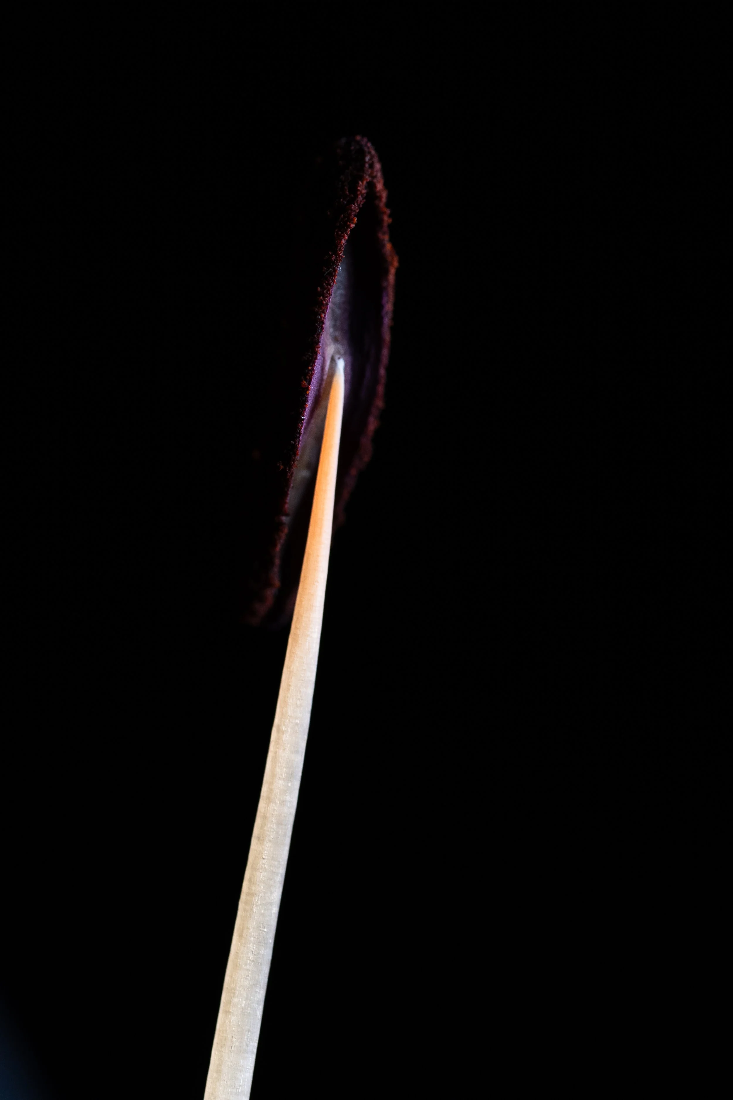 DSC07751.jpg