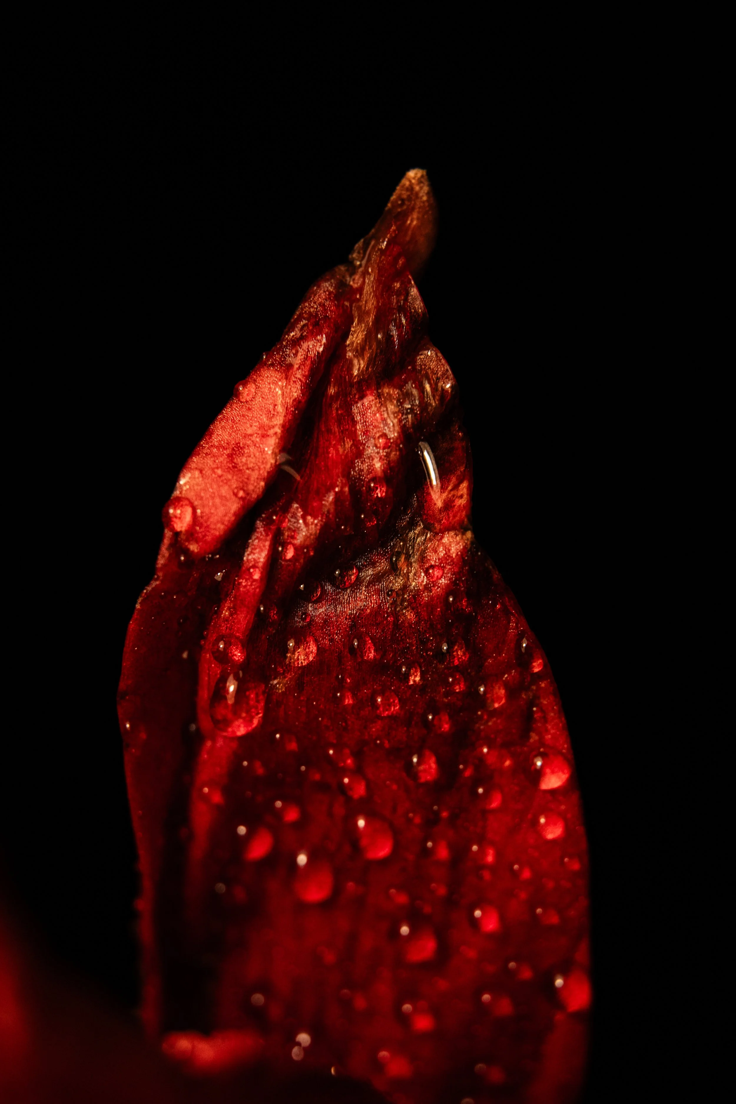 DSC08042.jpg