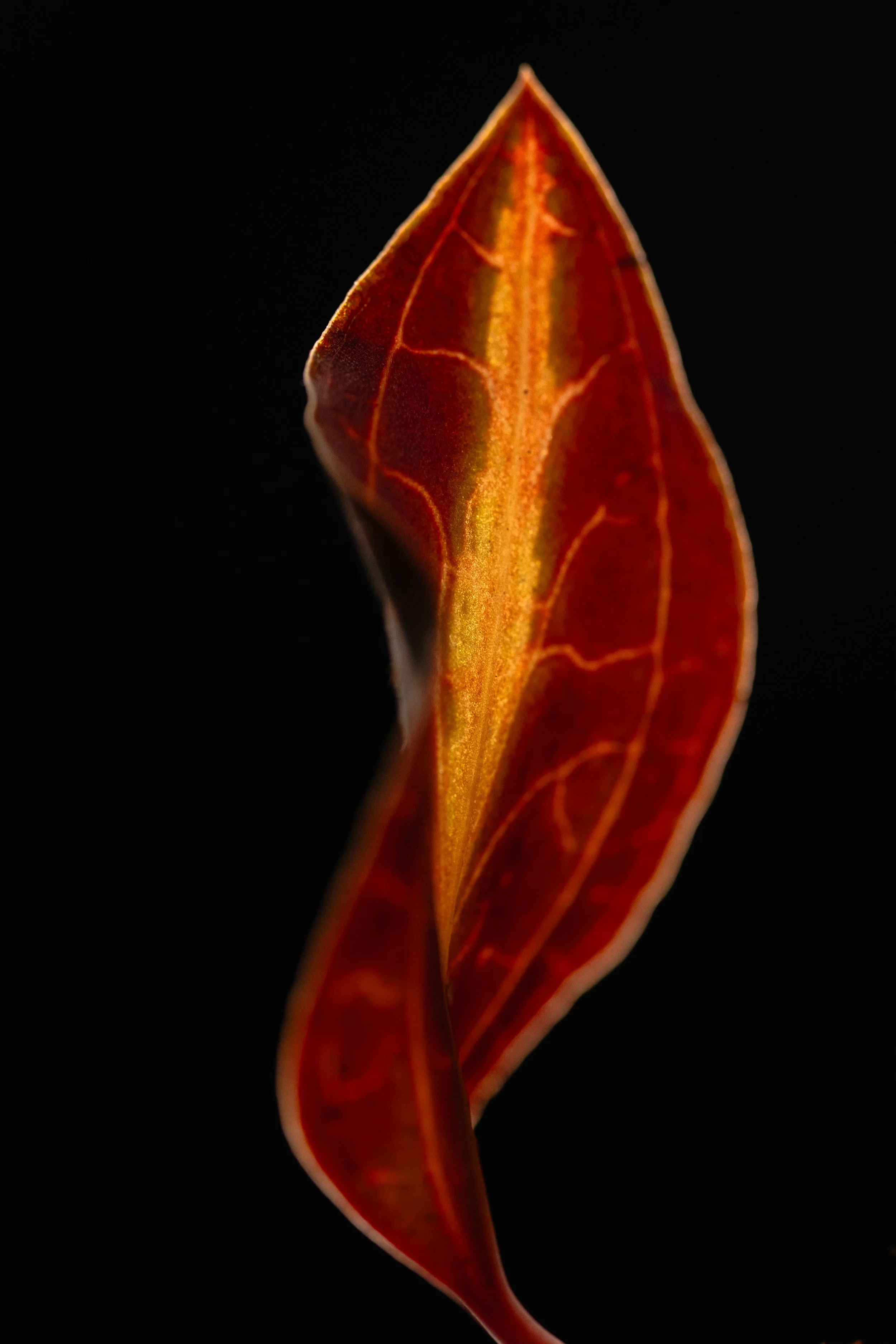 DSC06454.jpg