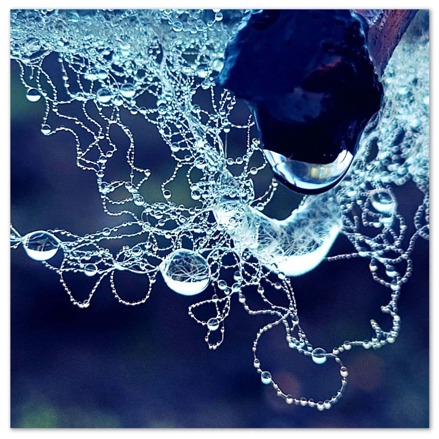 Saviez-vous que la laine de brebis laiss&eacute;e sur le palissage de la vigne est tr&egrave;s utile ?
L'odeur semble dissuader les chevreuils et autres cervid&eacute;s de s'approcher 

#naturel #instagood #picoftheday #rain #brebis #welovenature #na