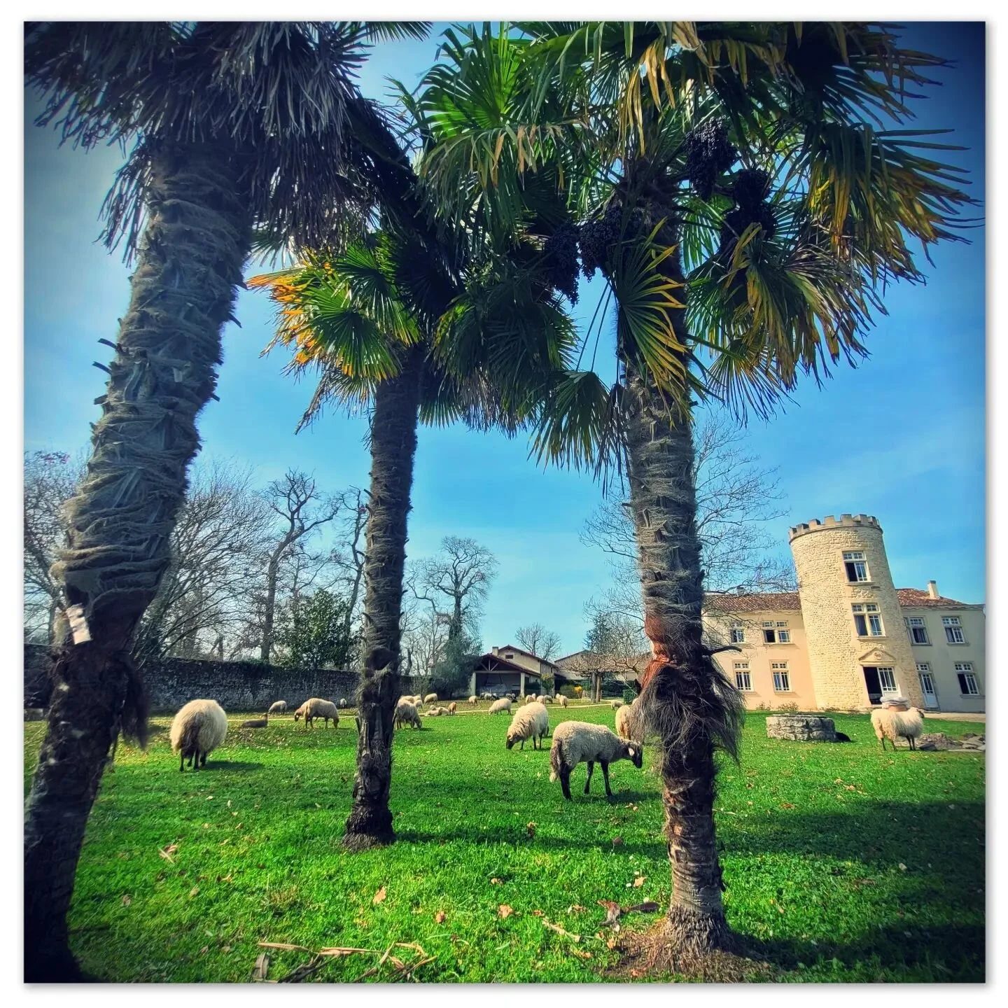 Un air de vacances pour les brebis qui se font dorer au soleil et jouent sous les palmiers 🌴

#spring
#fun
#sun
#vineyard
#winegram
#chateau 
#ecopastoralisme 
#ecopaturage