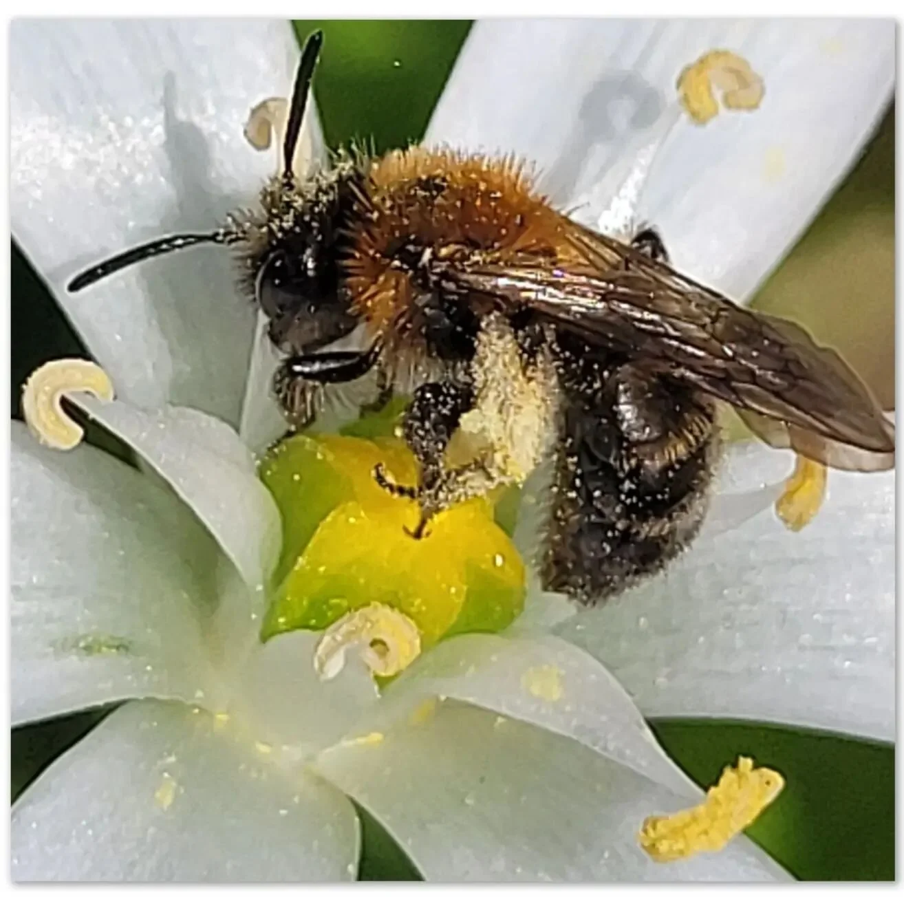 Bain de pollen pour cette abeille 
#pollen #printemps
#biodiversity #naturephotography 
#welovebees 
#bee
#flowers