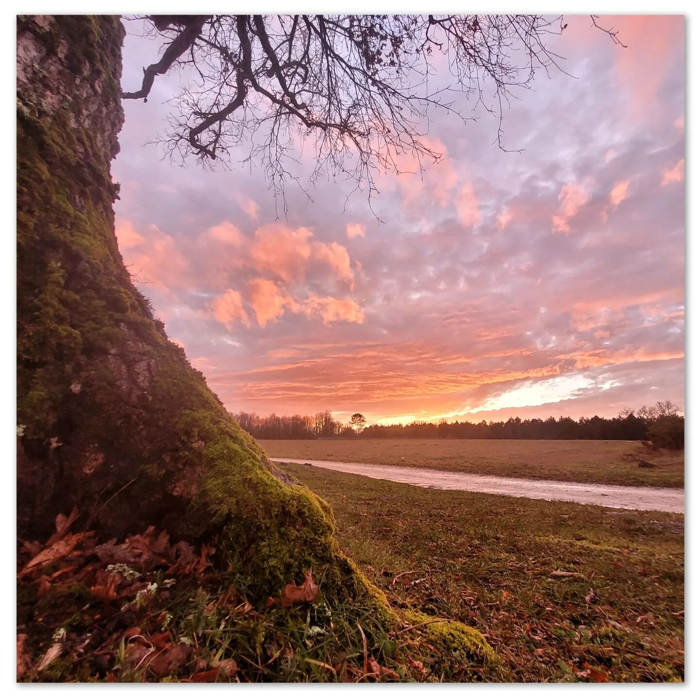 Belle soir&eacute;e m&eacute;docaine 
#sunset 
#tree
#sunsetlovers 
#sunsetphotography 
#enjoy 
#nature 
#welovenature