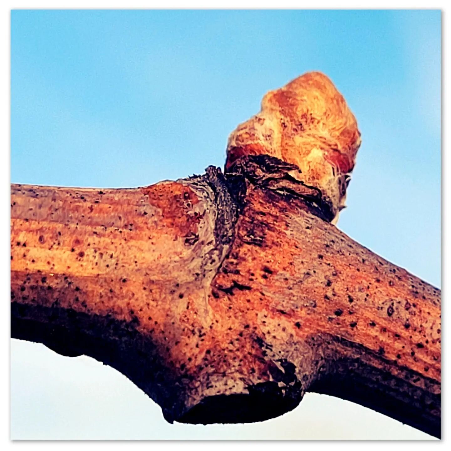 Le printemps est bien l&agrave;... Les premiers bourgeons apparaissent sur nos parcelles de Merlot 

#bud #printemps #2023 #instavineyard #winegram #instagood #nature #naturephotography #bordeauxwijnen #vines #vineyard #medoc_hautmedoc #medoc #medocm