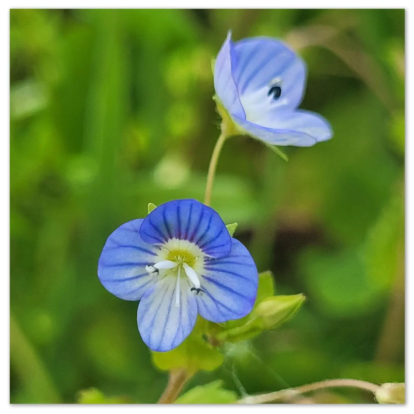 🌻 Entre les rangs de vignes, les fleurs sont partout : myosotis, p&acirc;querettes, pissenlits, soucis des champs

#biodiversit&eacute; 
#bio 
#vignoblebio
#biodiversity
#nature
#flowers