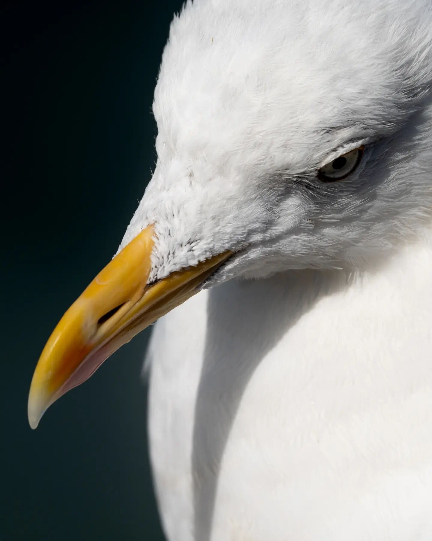 Who thought that seagulls were interesting to take pictures of ? Here is one looking mean, or at least mysterious... 

#seagull #lookingmean #birdcloseup
#featherstyle #crozontourisme #bretagnetourisme #sonybirding #sony200600g