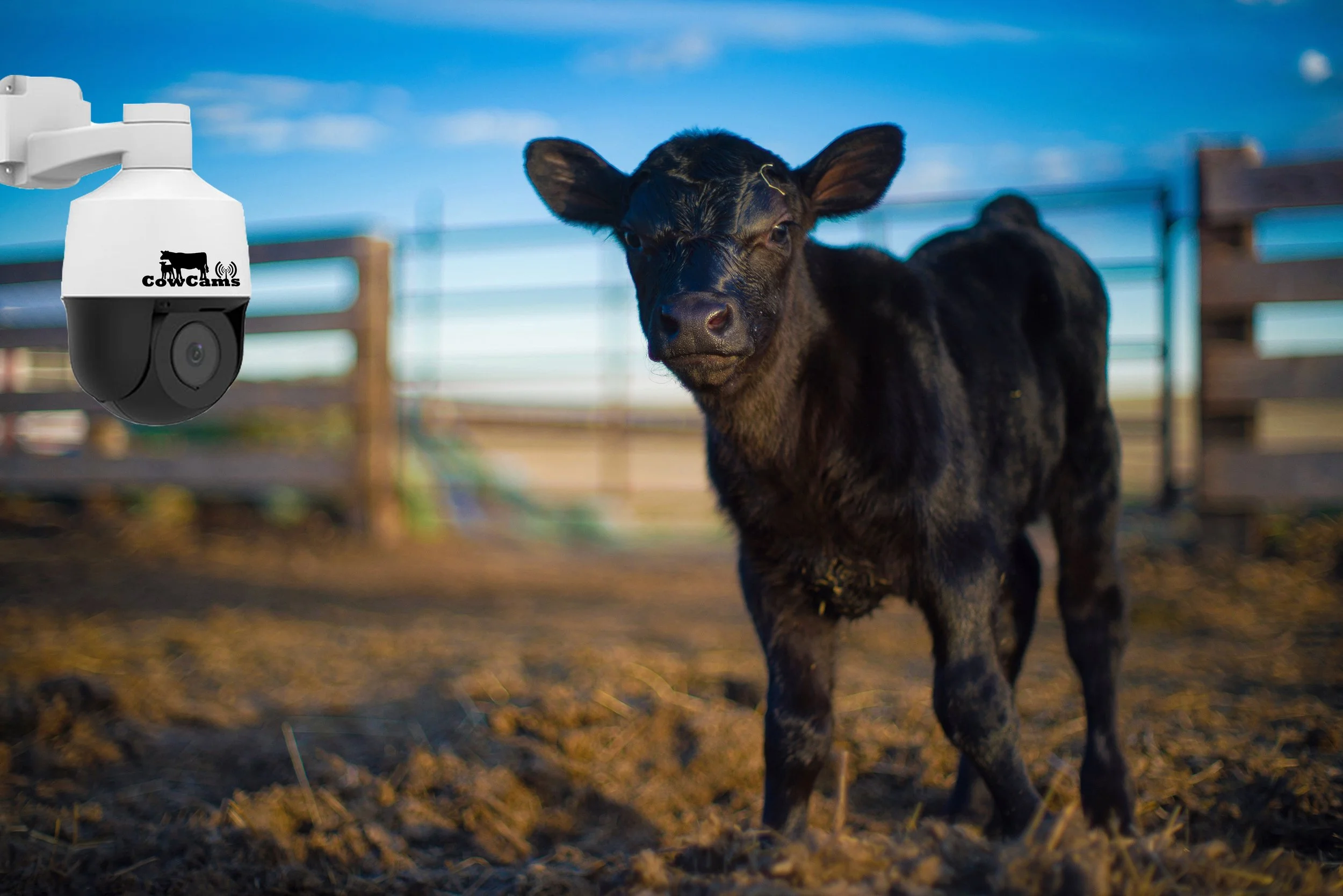 Rancher viewing calving cameras with smart phone access.