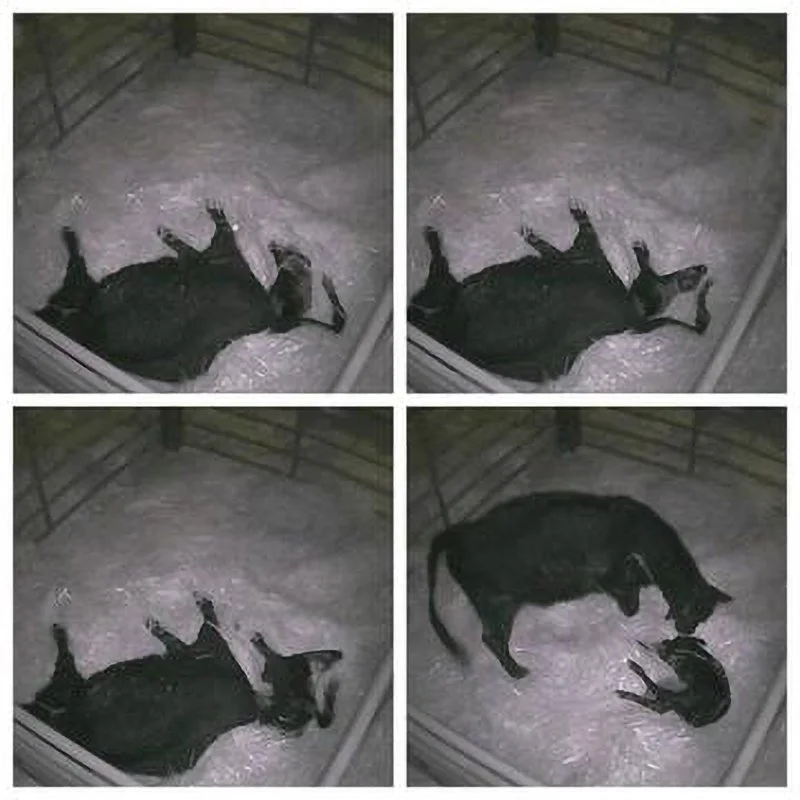 CowCams images from a calf being born at night.