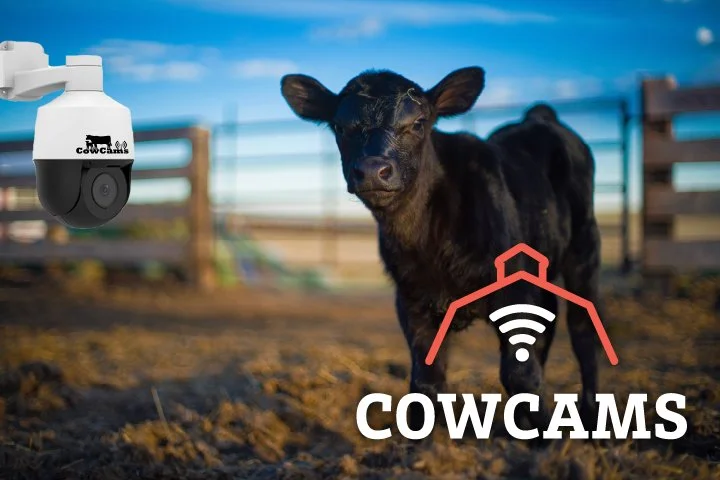 CowCams-SocialArtboard 1.jpg