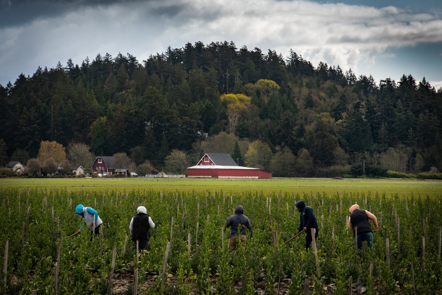  Hoeing Seed Cabbage 