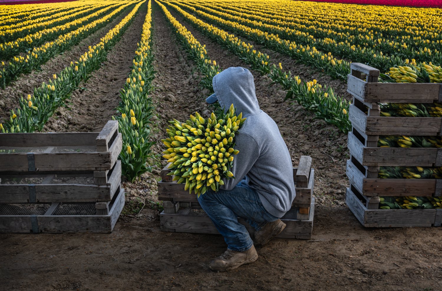 Gathering Tulips