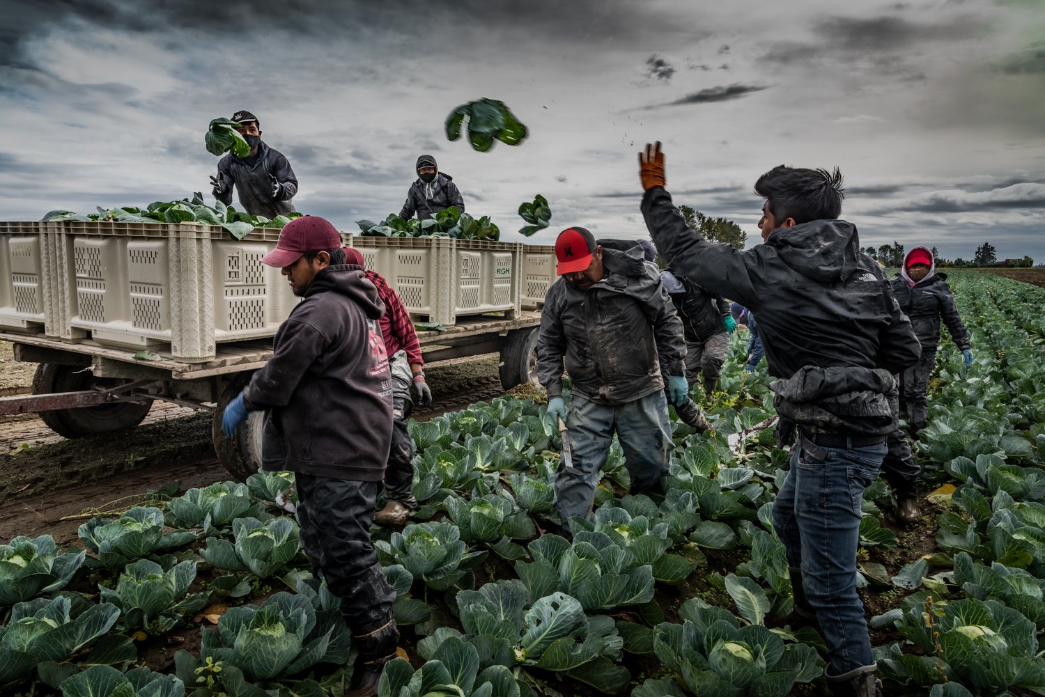 Flying Cabbages