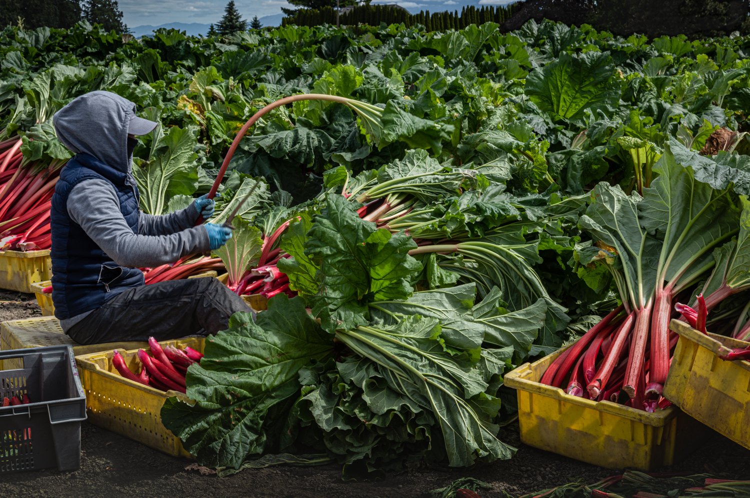 Trimming Rhubarb