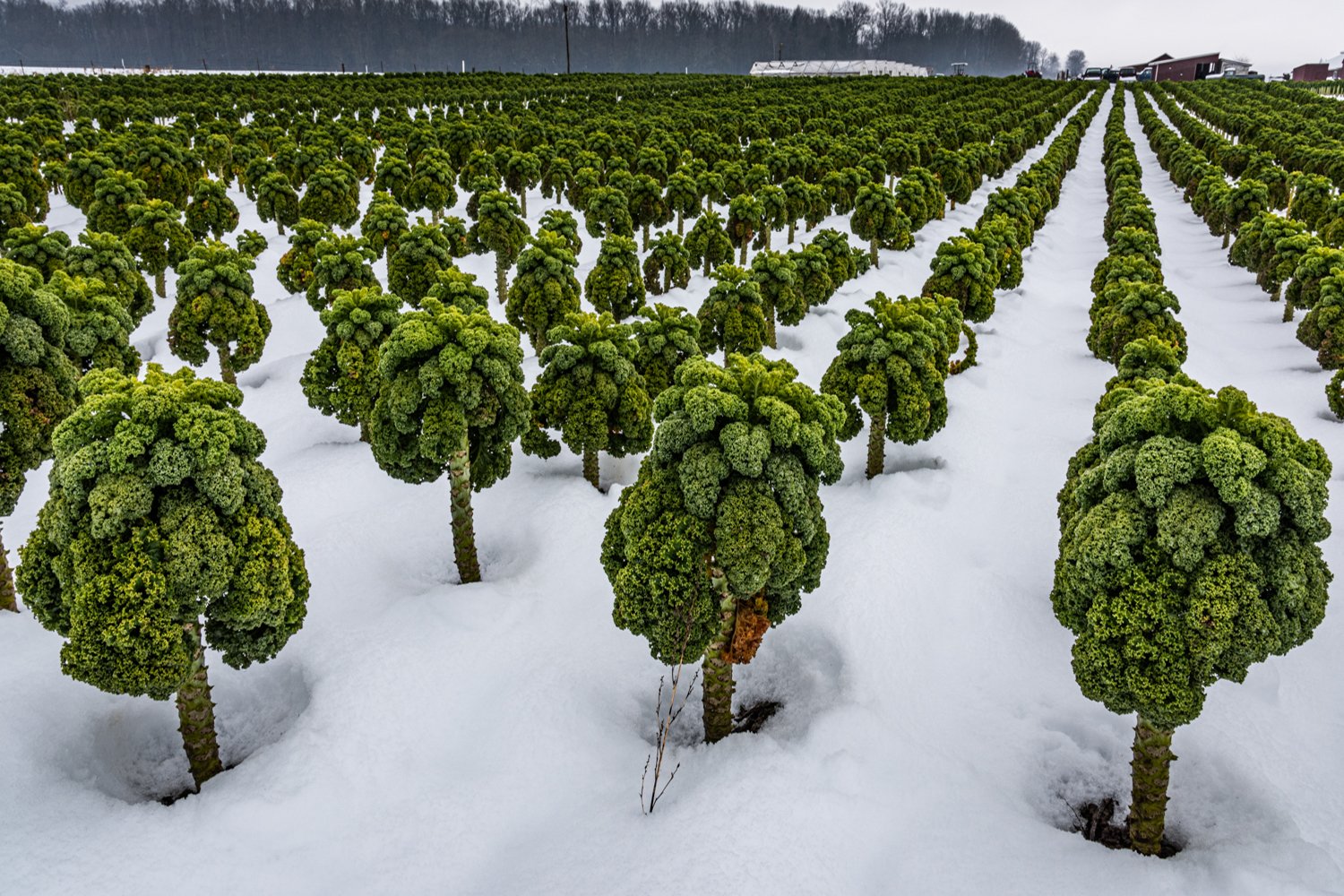 Kale Forest After Snow