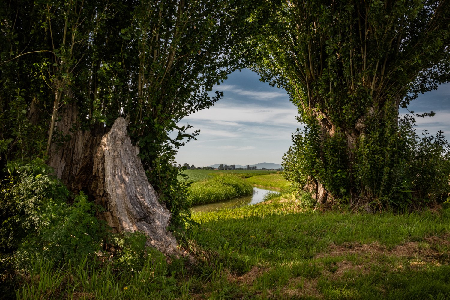 Two Trees One Slough