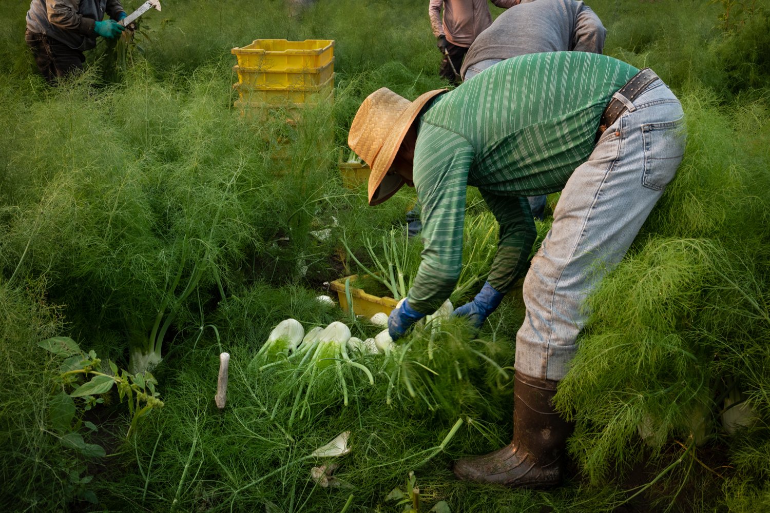 Harvesting Fennel