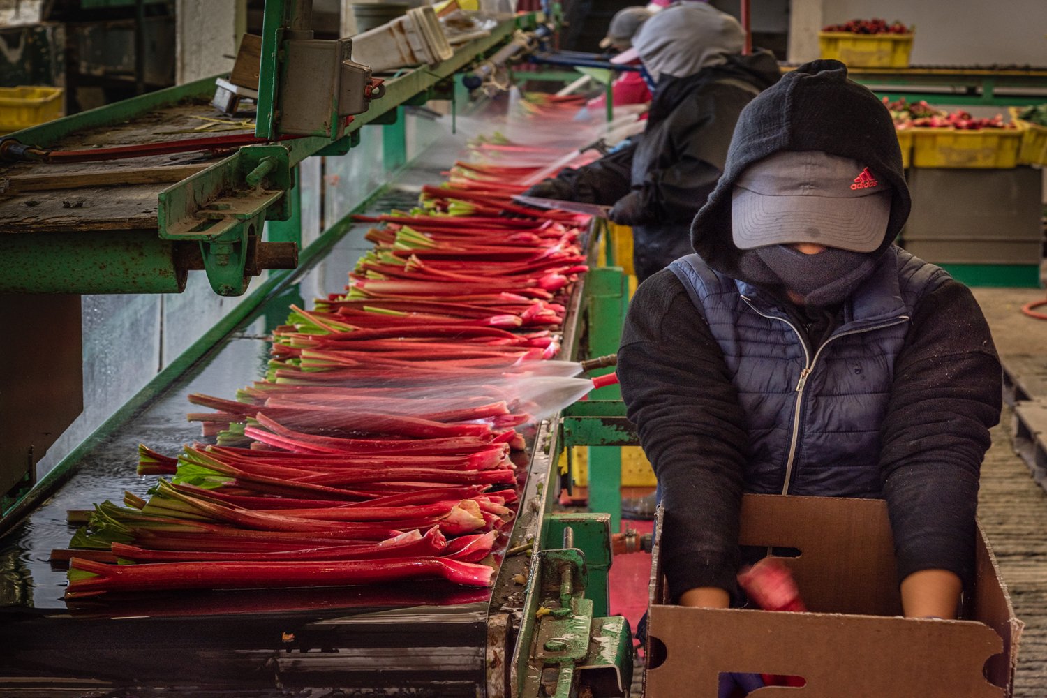 Washing and Packing Rhubarb