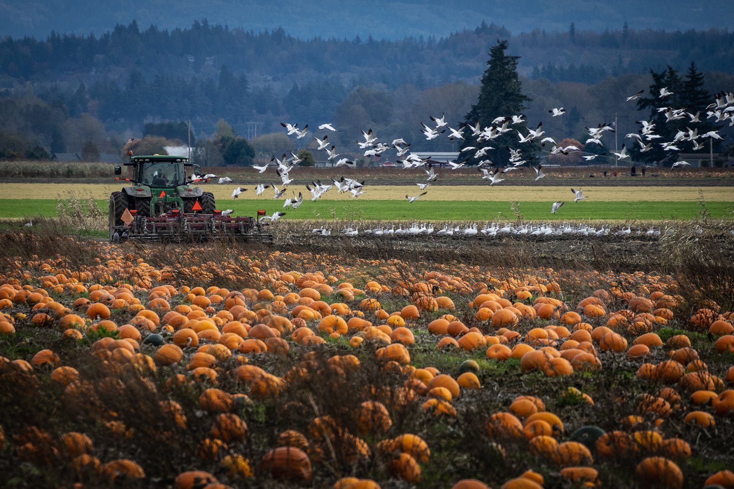 Snow Geese Aloft &amp; Pumpkins