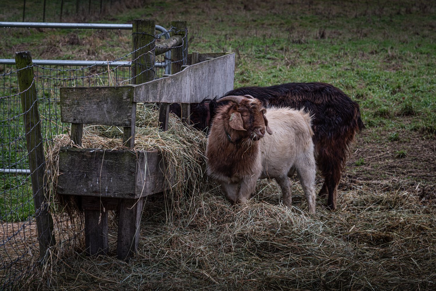 Goats at the Hay Bin 