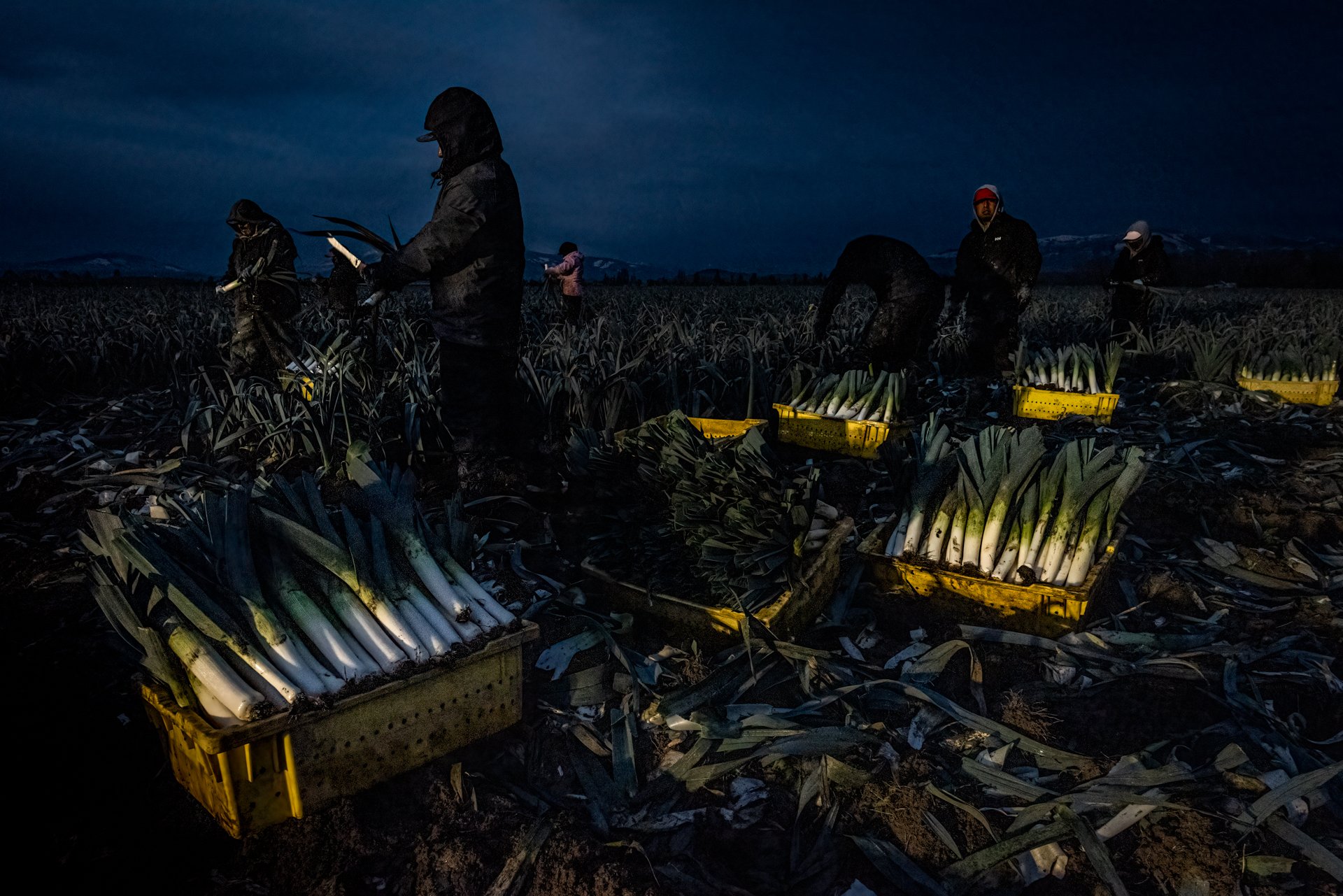 Night Harvest